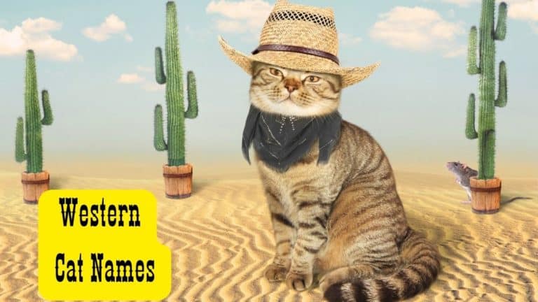 260 Western Cat Names for Your New Pardner