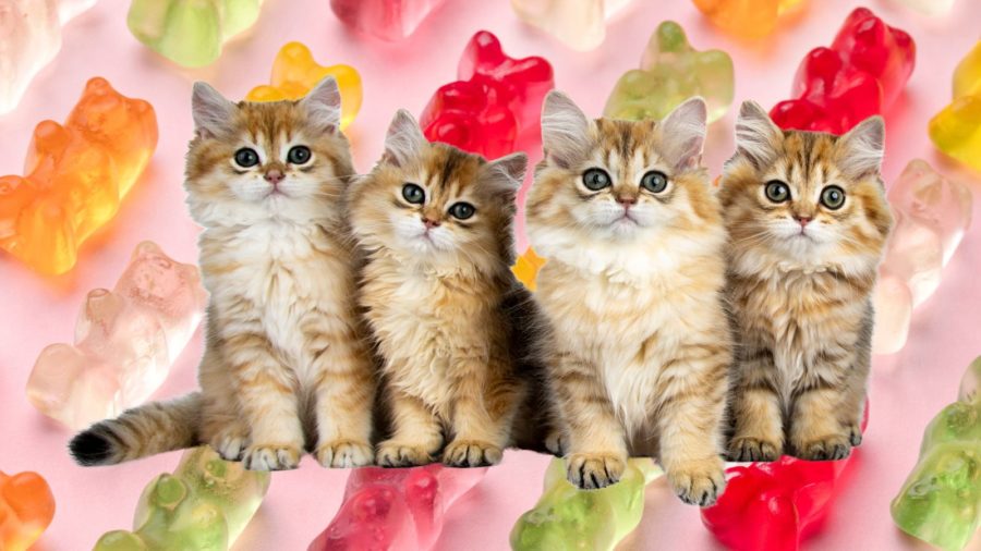 kitten on gummy bears background