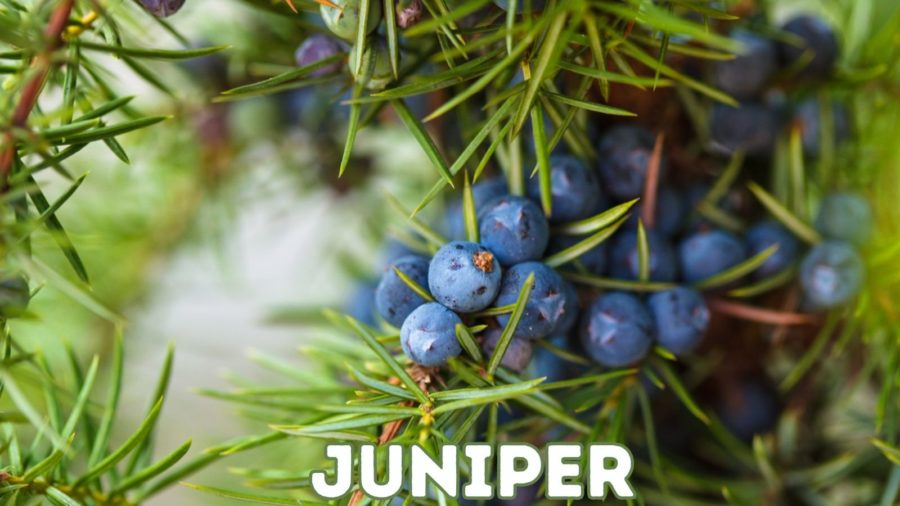 Juniper