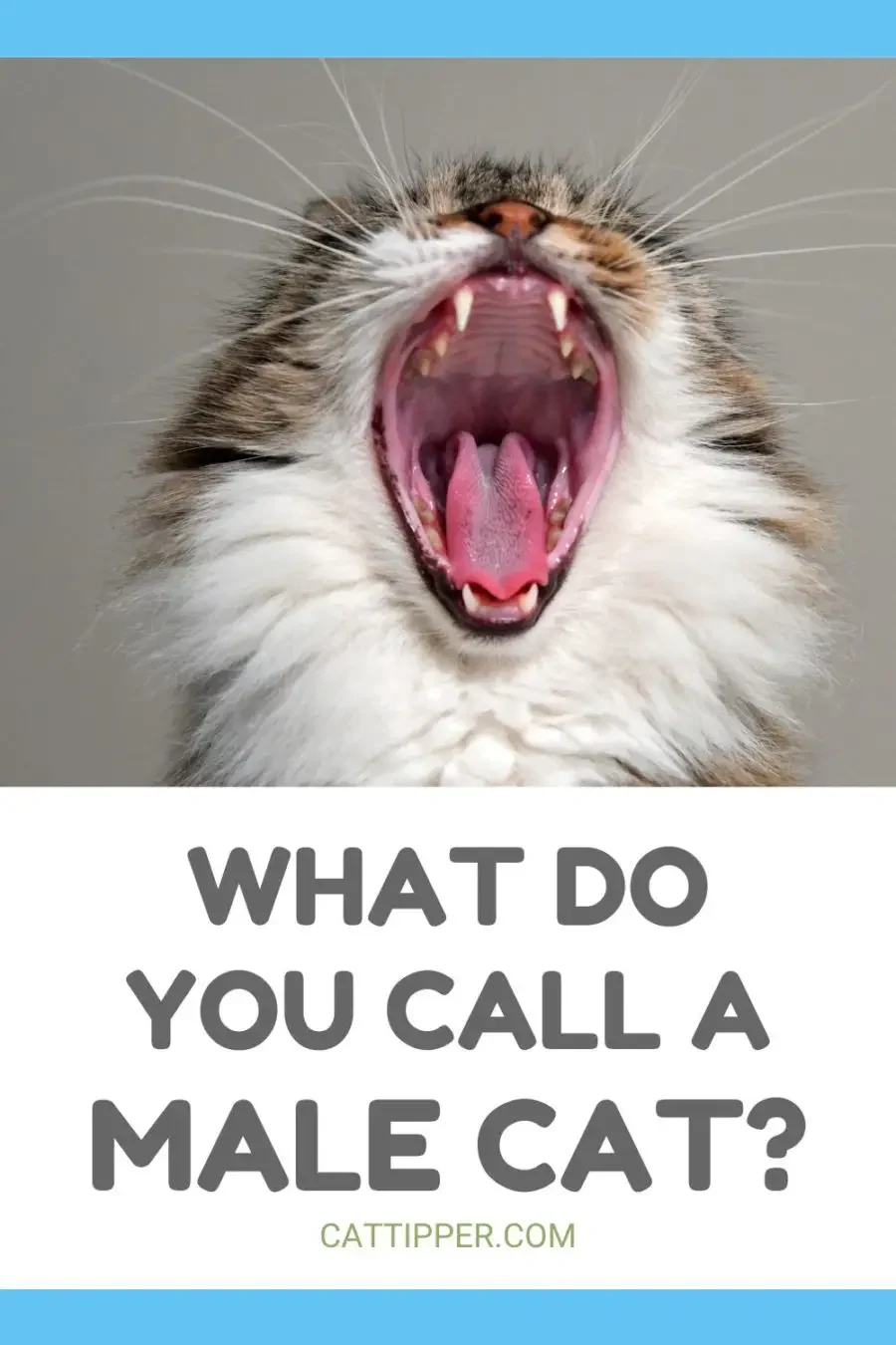 What Do You Call a Male Cat?