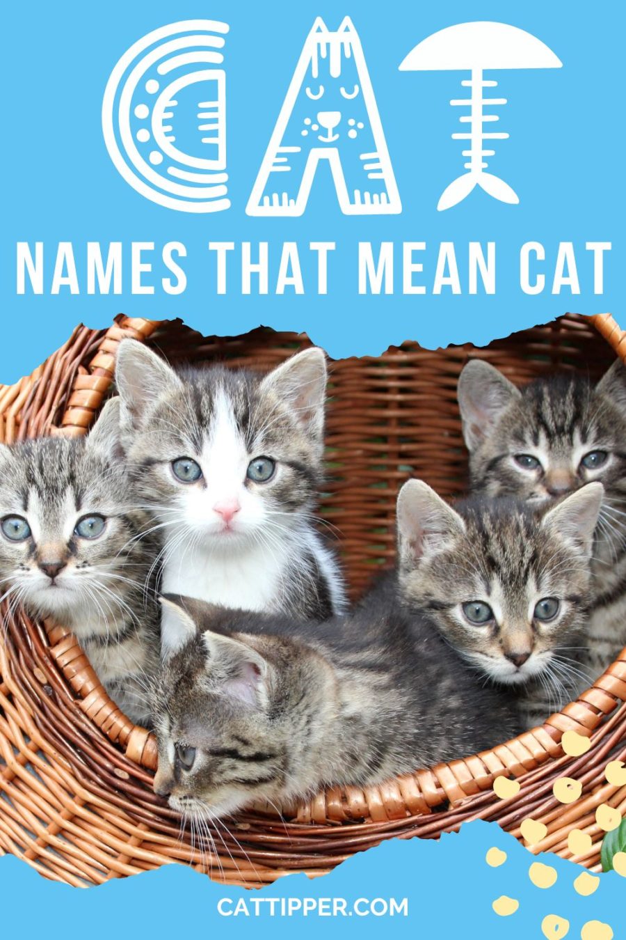 130+ Cat Names that Mean Cat