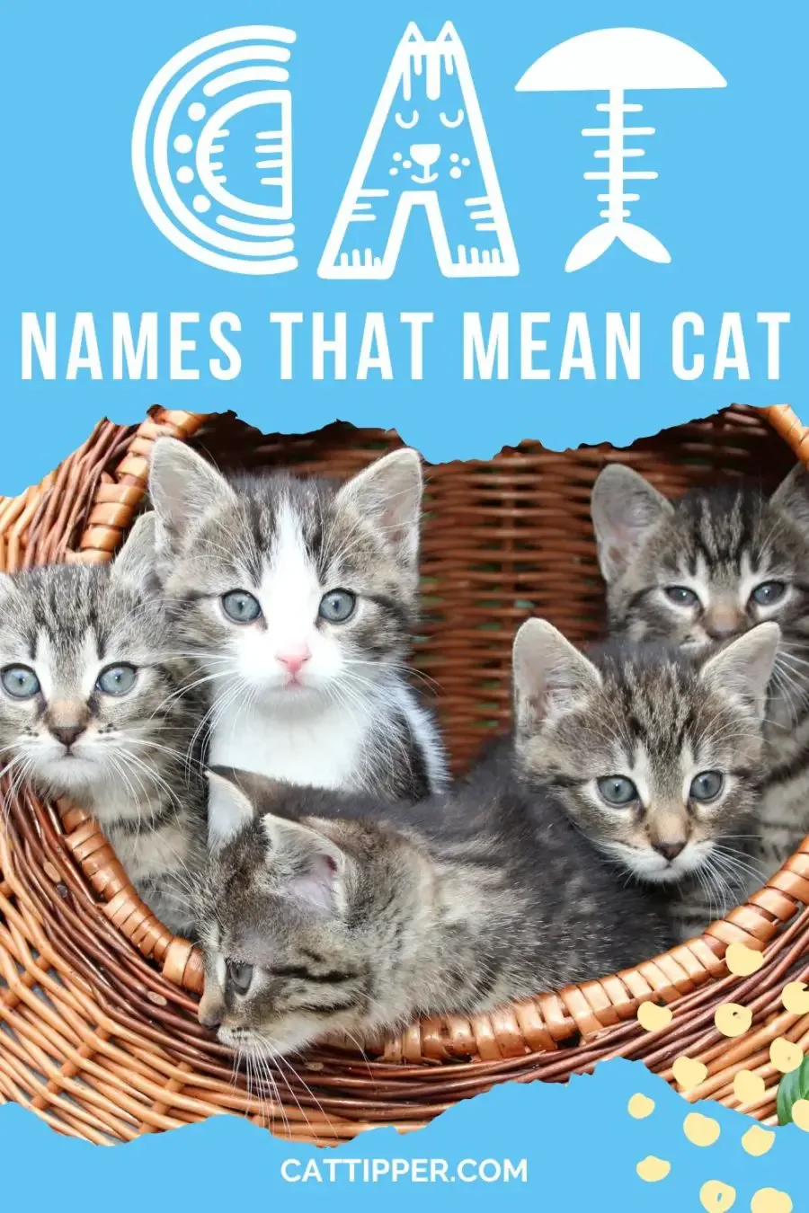 130+ Cat Names that Mean Cat