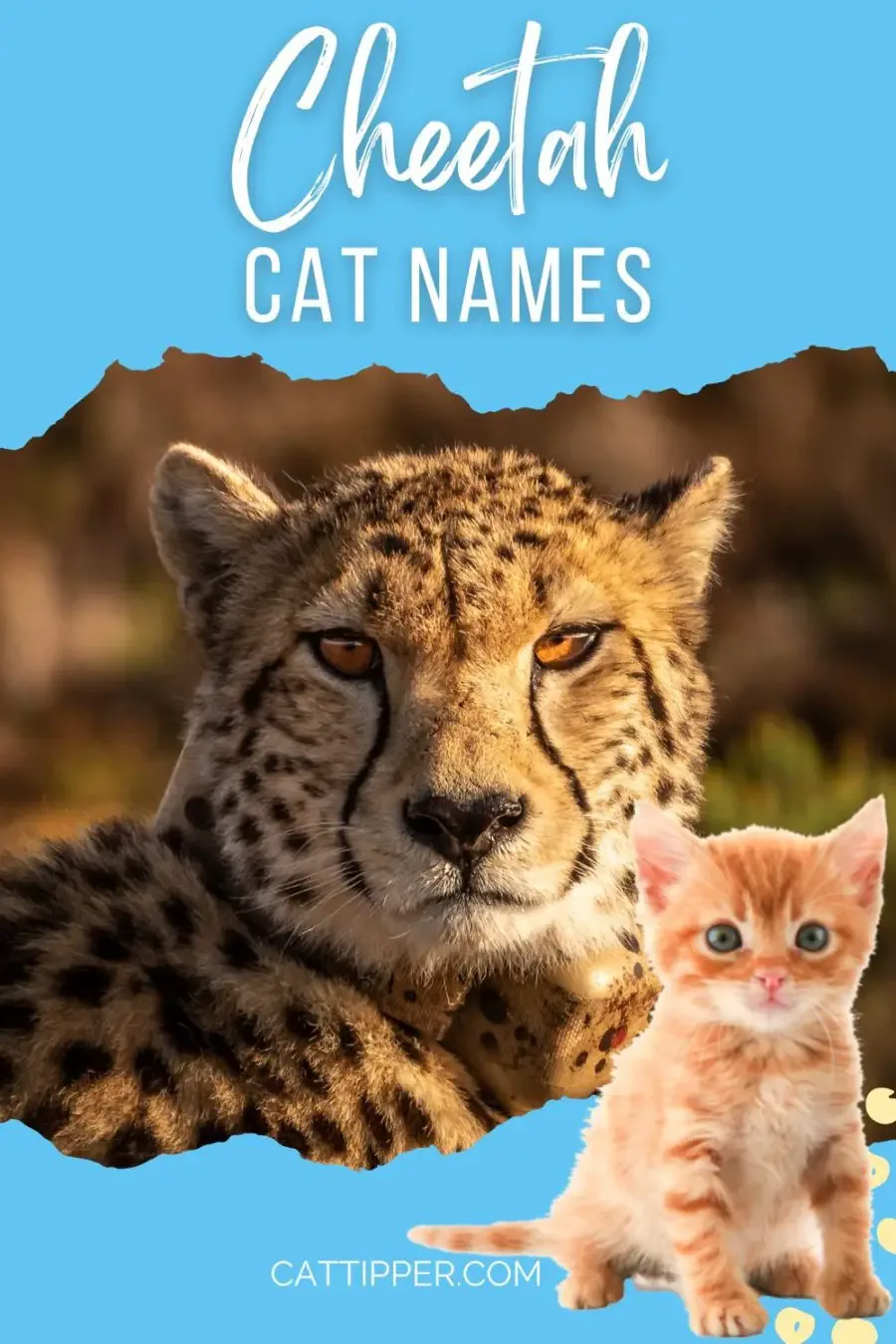 Cheetah Names for Cats #catnames #cats
