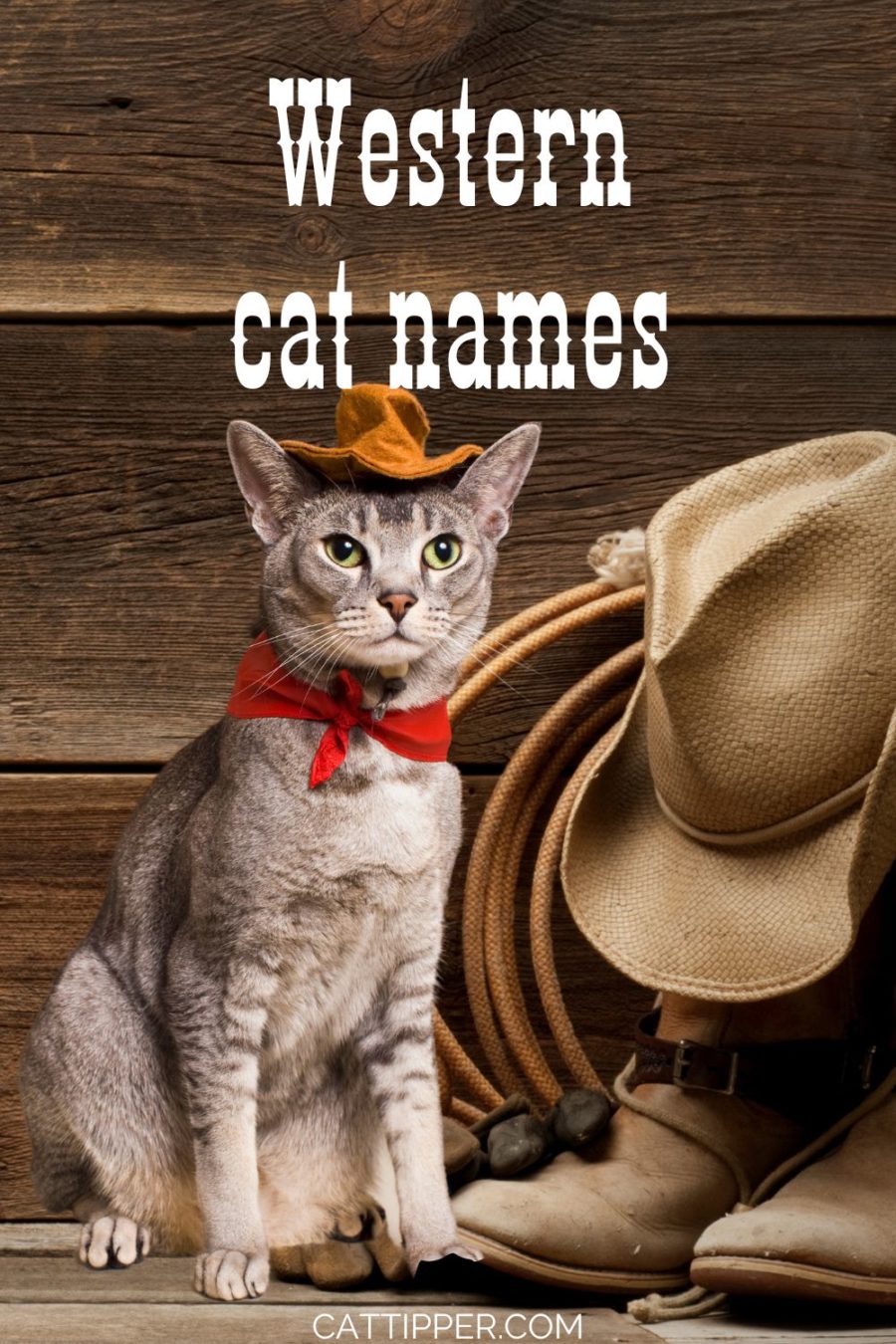 260 Western Cat Names for Your New Buckaroo - cowboy names for cats