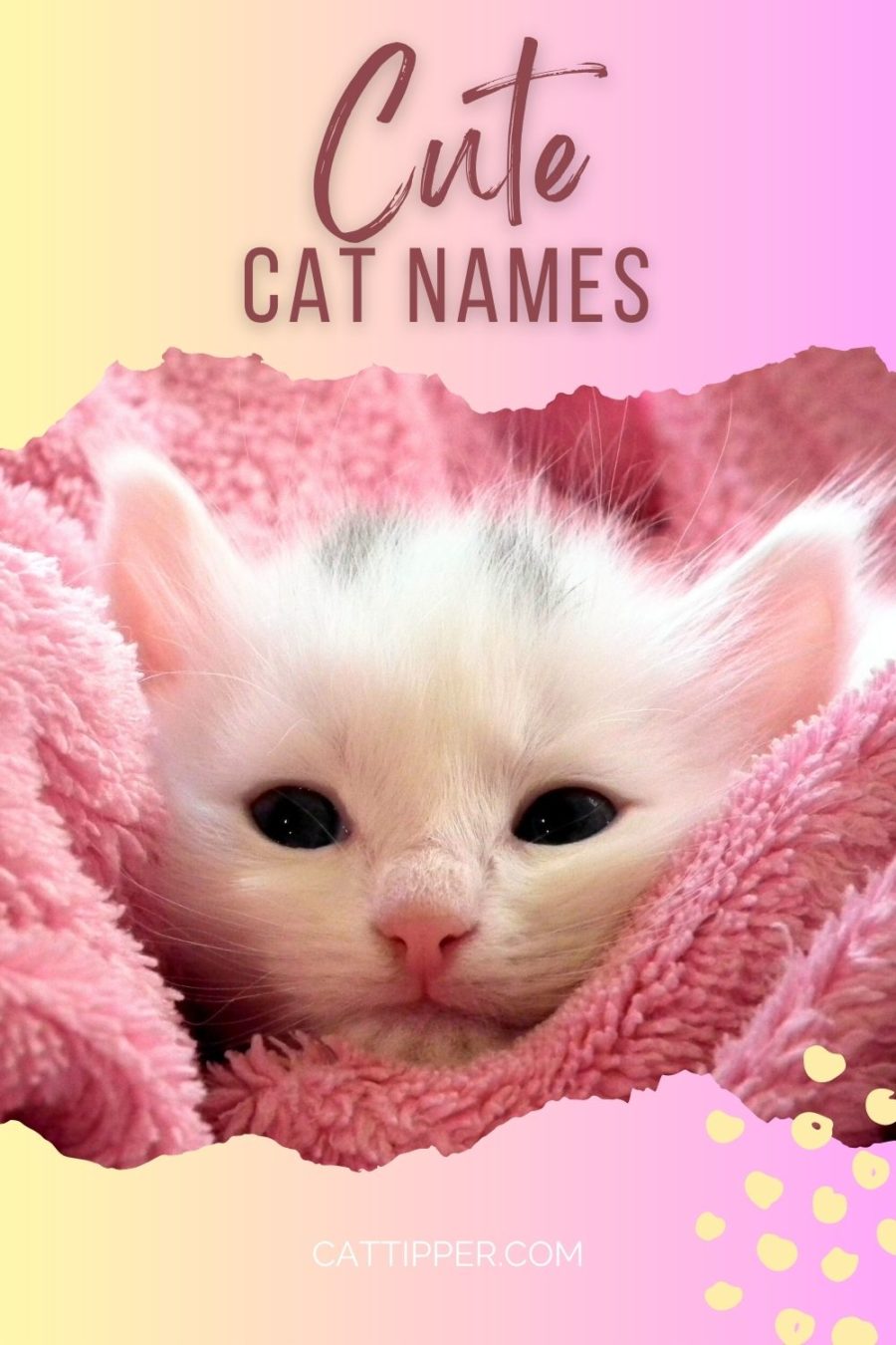 cute cat names for cats and kittens
