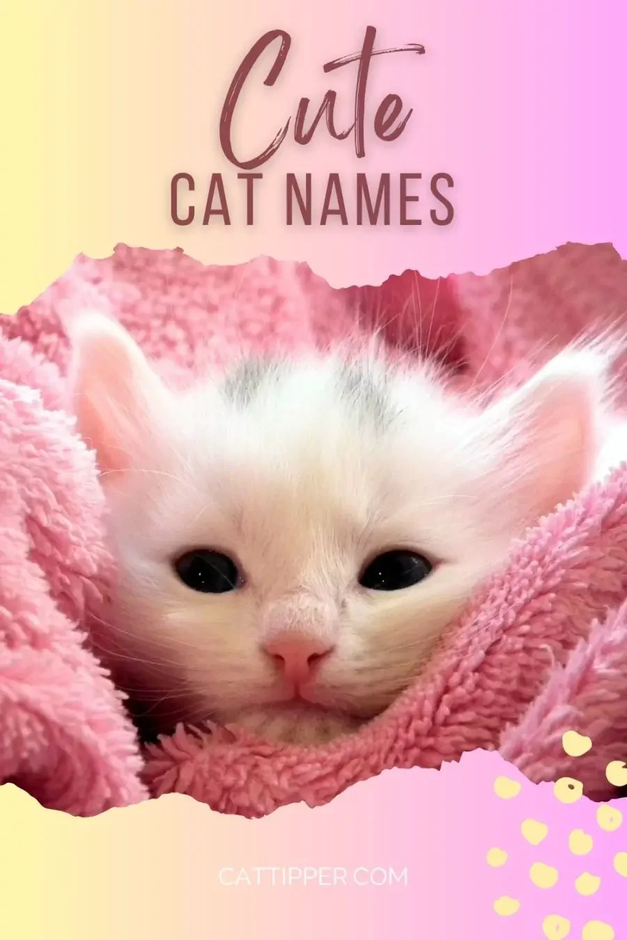 300+ Cute Cat Names for Every Kind of Kitty