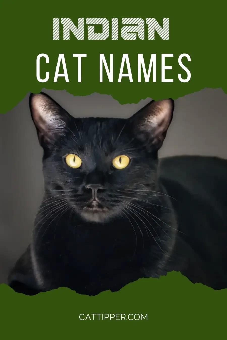 Indian Names for Cats 