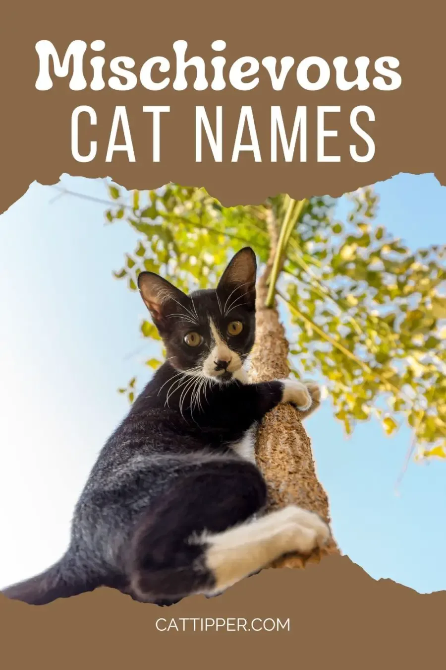 Mischievous Cat Names for Your Little Joker!