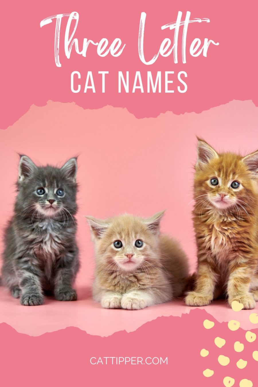 3 letter cat names; photo of three kittens