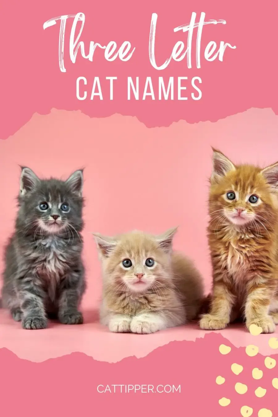 3 letter cat names; photo of three kittens