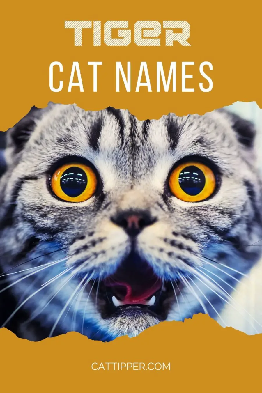 Leopard Names: Spot on Names for Cats - The Tiniest Tiger
