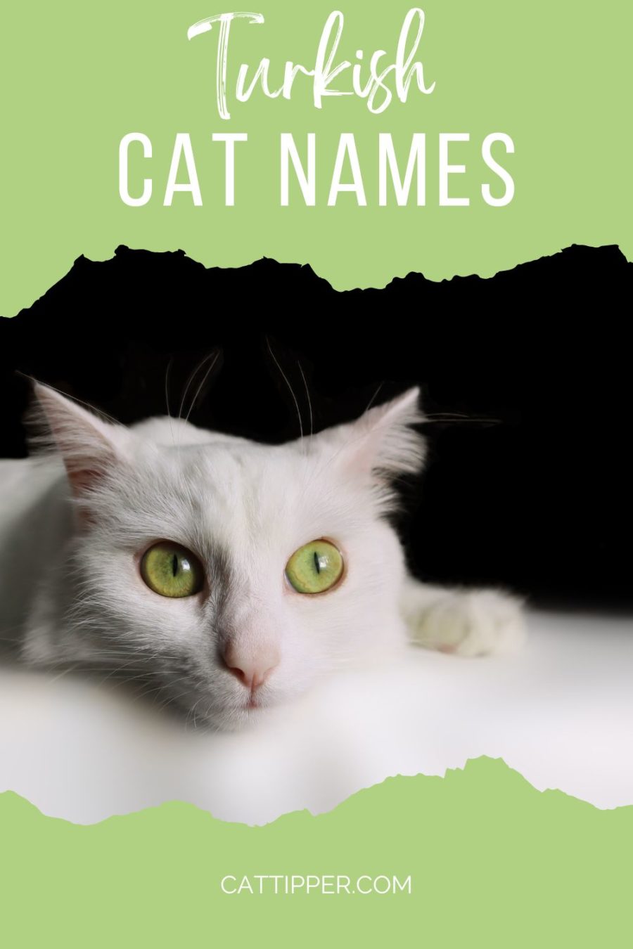 130+ Turkish Cat Names from Aslan to Zeki