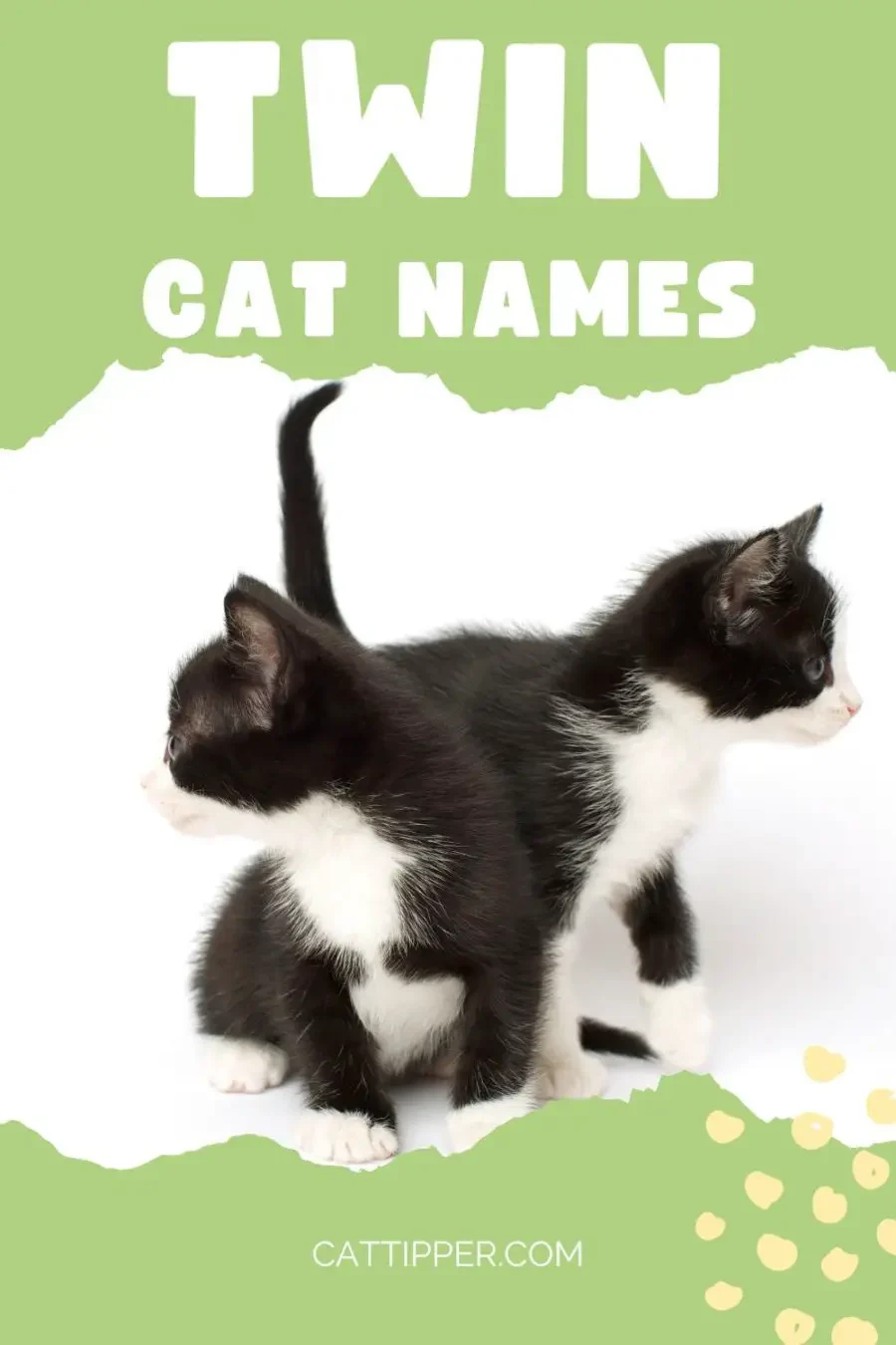 100s of Twin Cat Names for Your Dynamic Duo!
