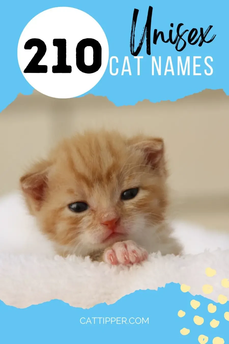 image of tiny kitten in Pinterest pin on unisex cat names