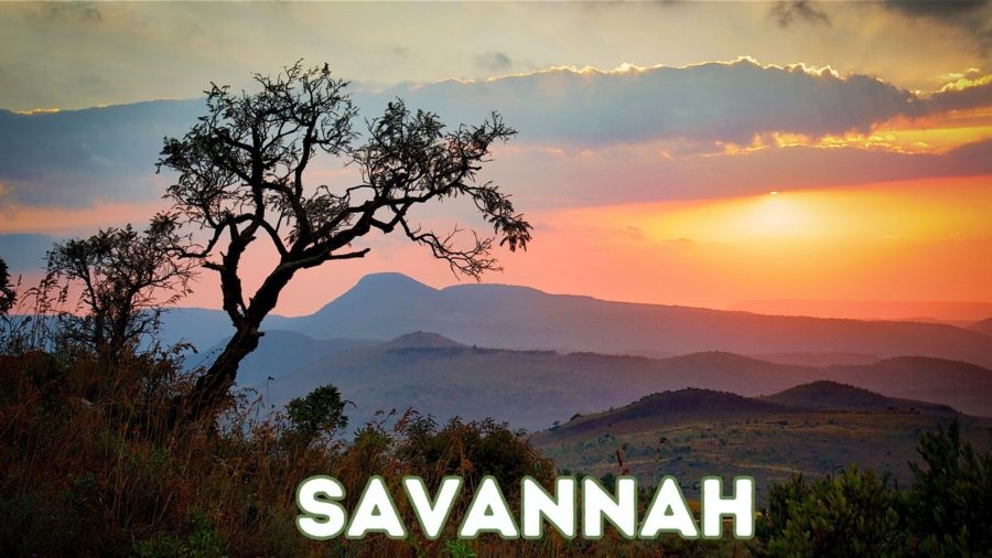 Savannah