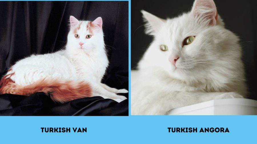 Turkish Van and Turkish Angora cats