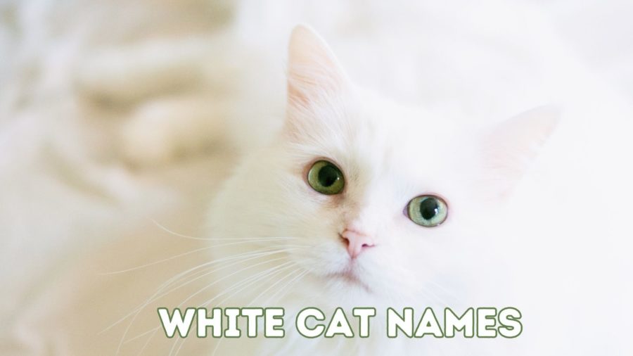 image of white cat with green eyes