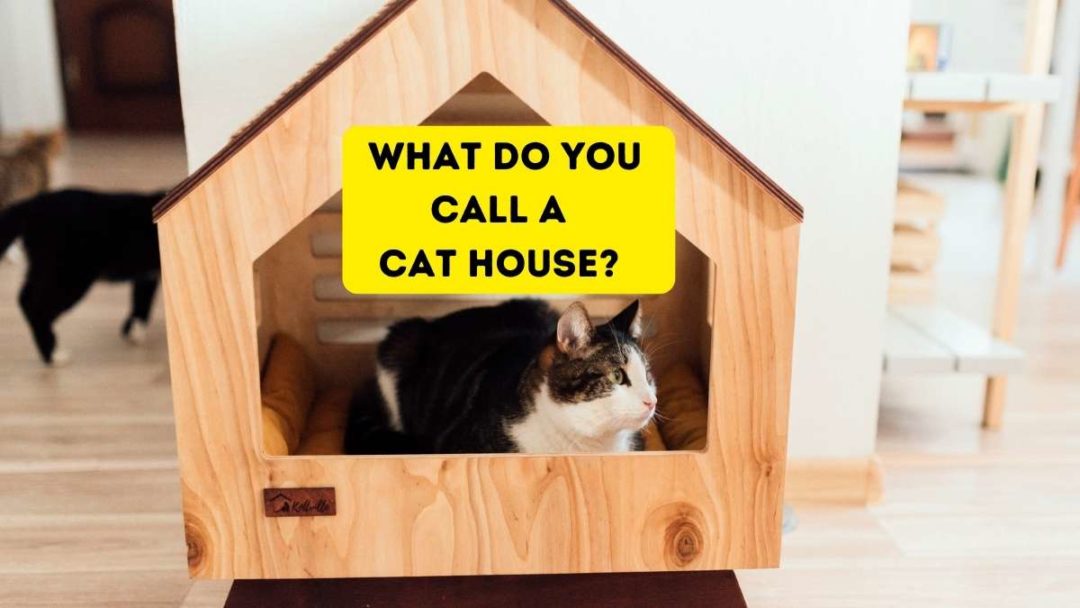 What Is The Name Of A Cat House What Is The Name Of A Cat House