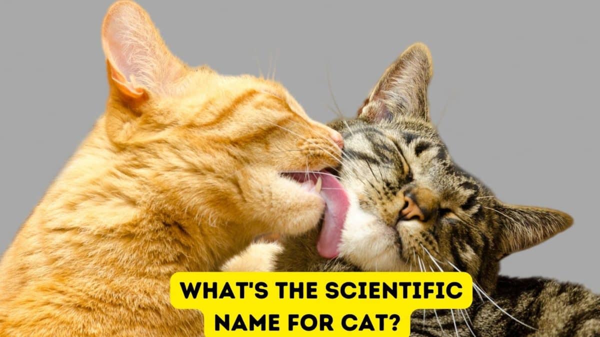 What s The Scientific Name For CAT what-s-the-scientific-name-for-cat