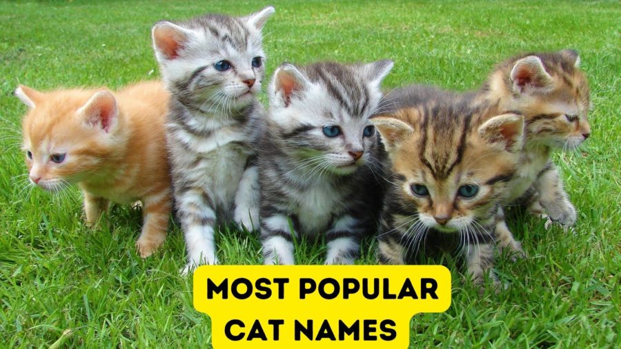 most popular cat names