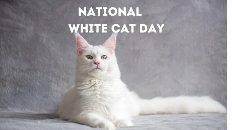 National White Cat Day