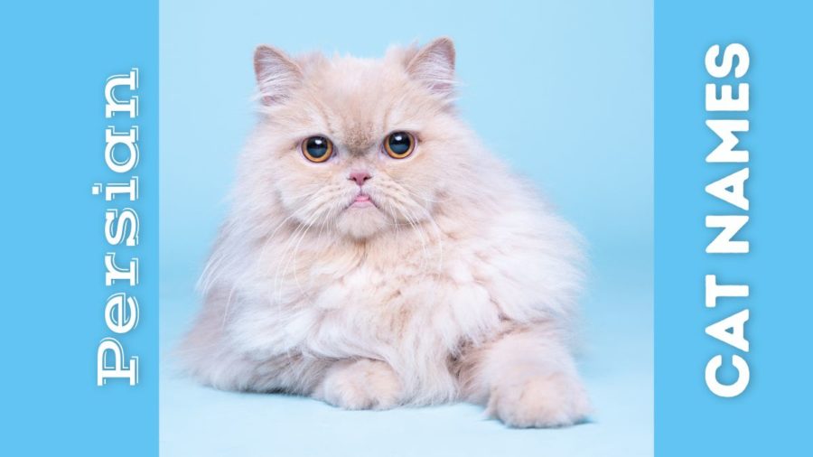 200+ Persian Cat Names -- From Funny Names to Traditional Names