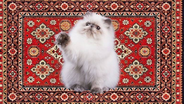 200+ Persian Cat Names – Fluffy, Fanciful, and Fun!