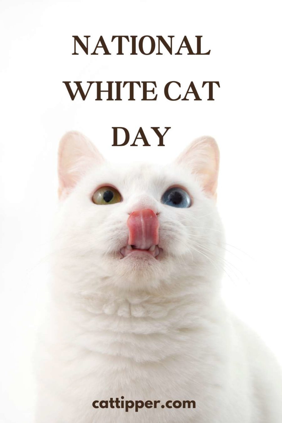 National White Cat Day - image of white cat