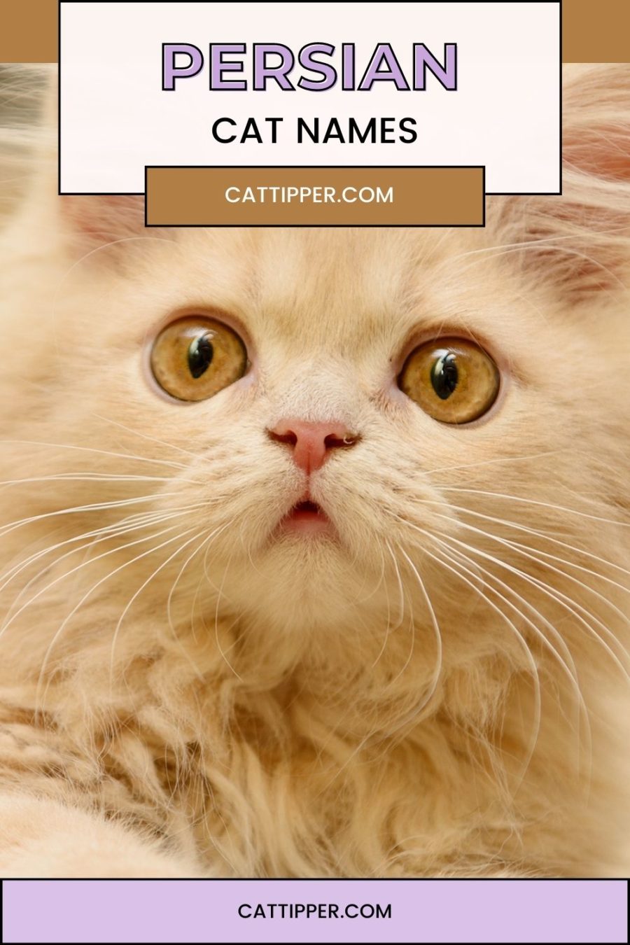 Persian cat names - image of ginger colored Persian kitten