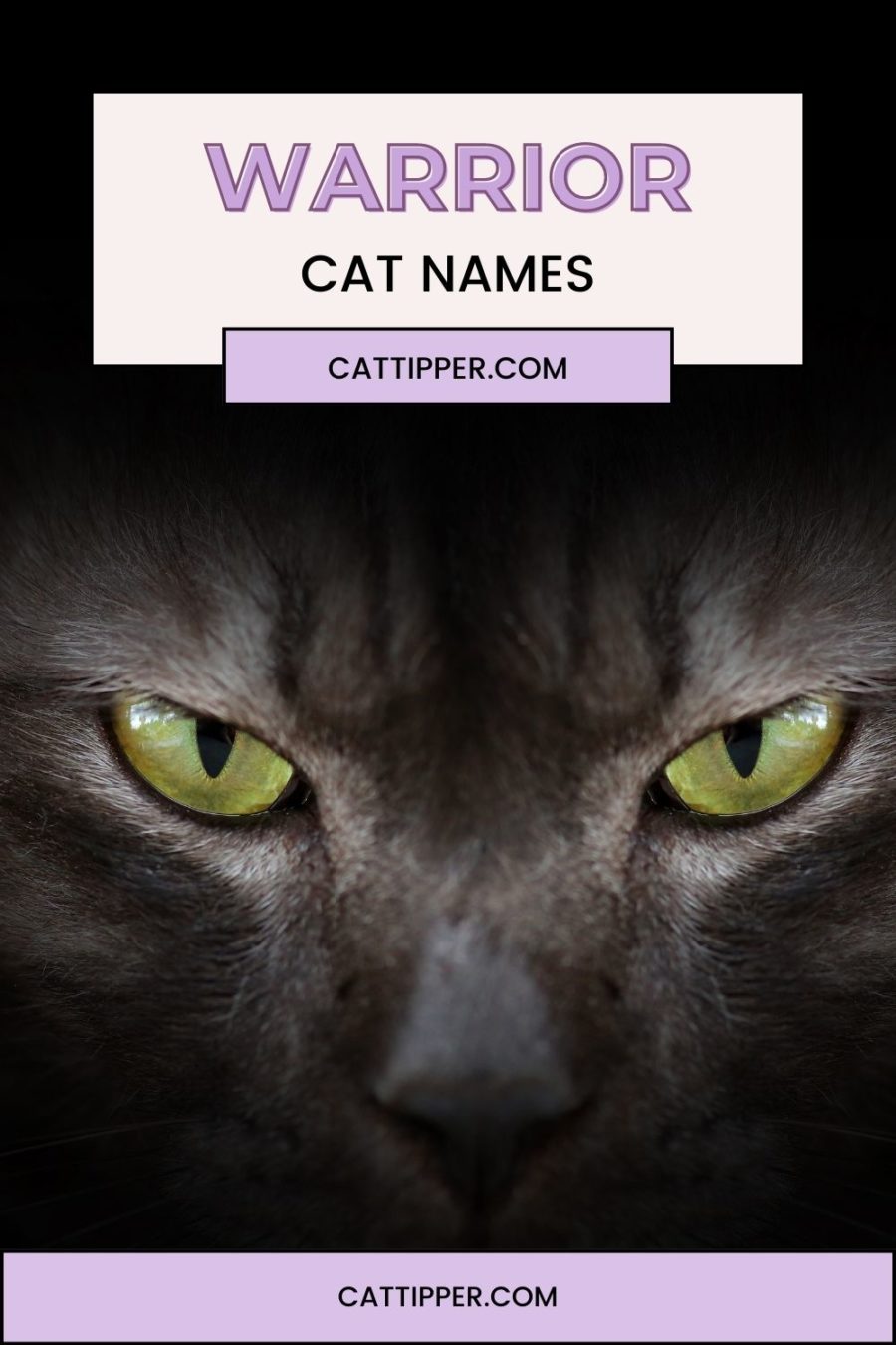 Find out your Warrior Cats name!