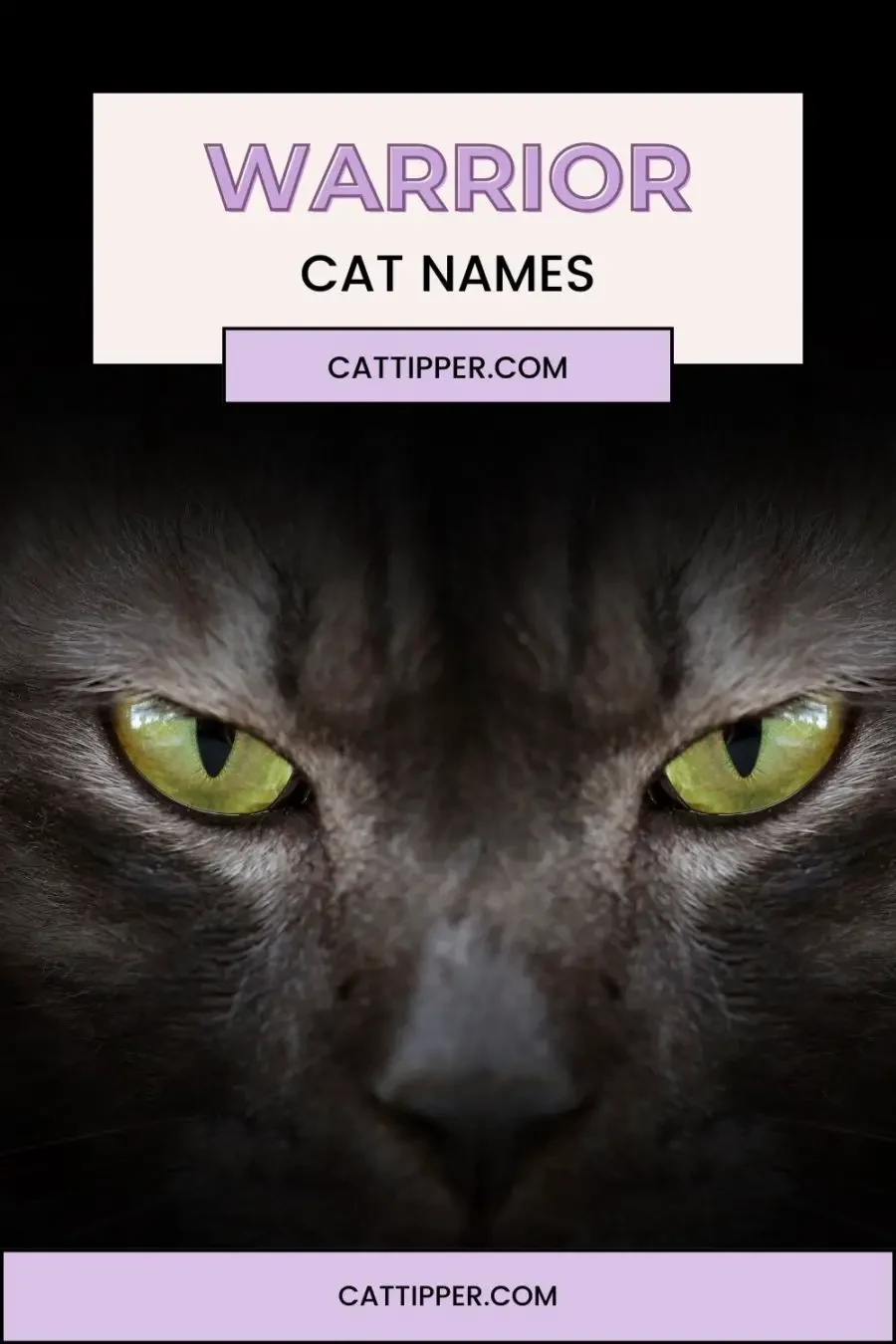 Warrior Cat Name Generator: Find Your Warrior's Name 