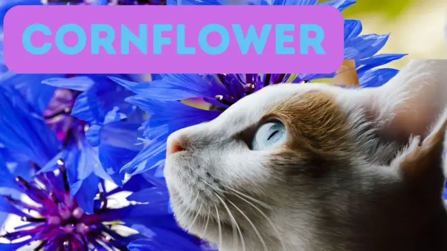 cornflower as name for blue eyed cat; background of cornflower plants with closeup of cat's face