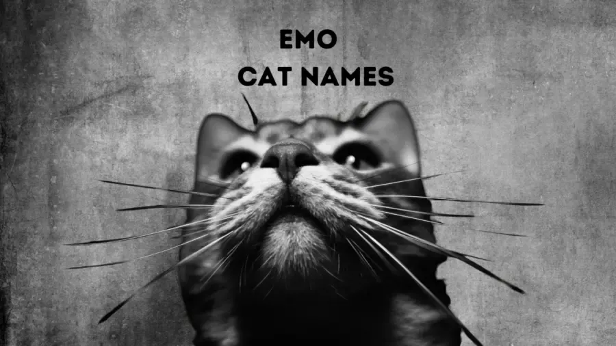 black and white photo of cat on grunge background with words emo cat names at top of image