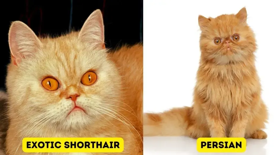 photo of Exotic Shorthair and Persian cats