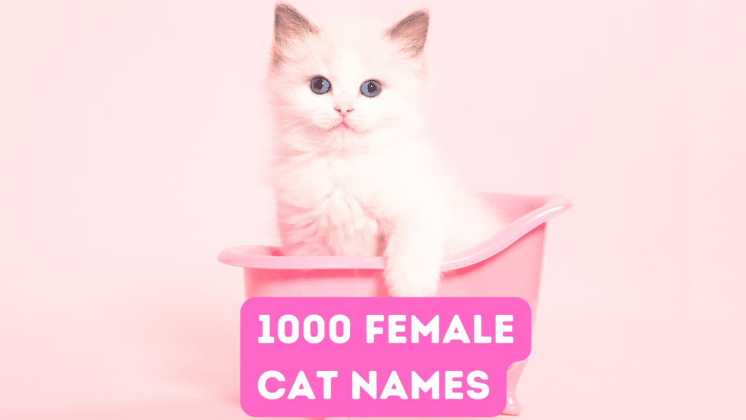Fur Names 1000+ Female Cat Names for Your Fur Baby