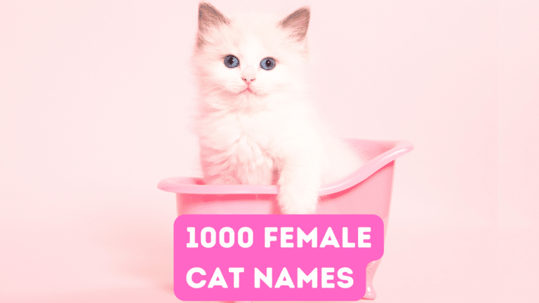 1000+ Female Cat Names for Your Fur Baby