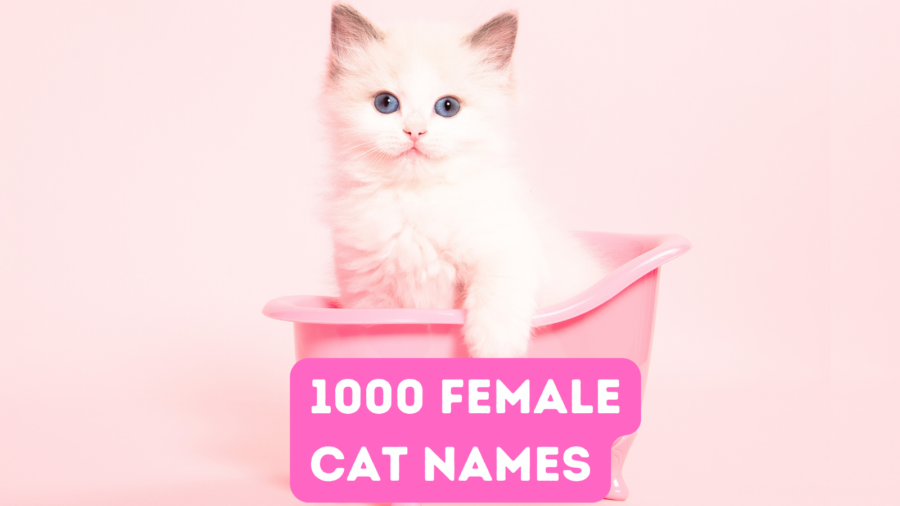 white kitten sitting in pink container with words 1000 female cat names below