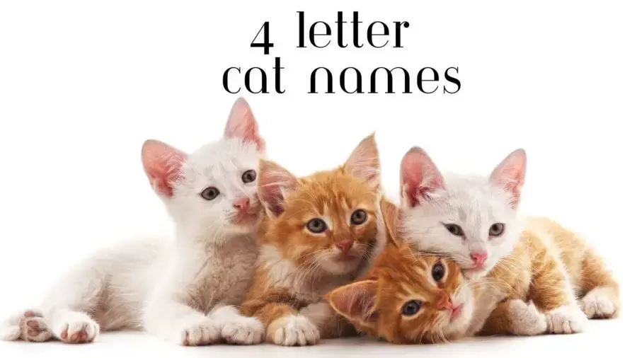 4 Letter Cat Names-Over 600 Easy Names! - CatTipper Cat Blog
