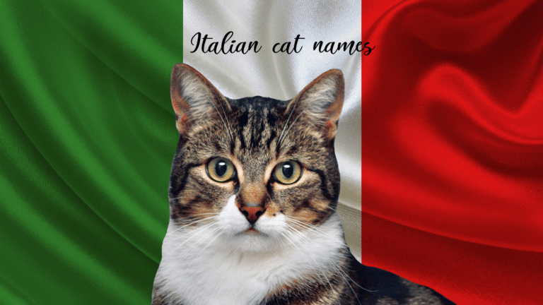 260+ Italian Cat Names {with Meanings}