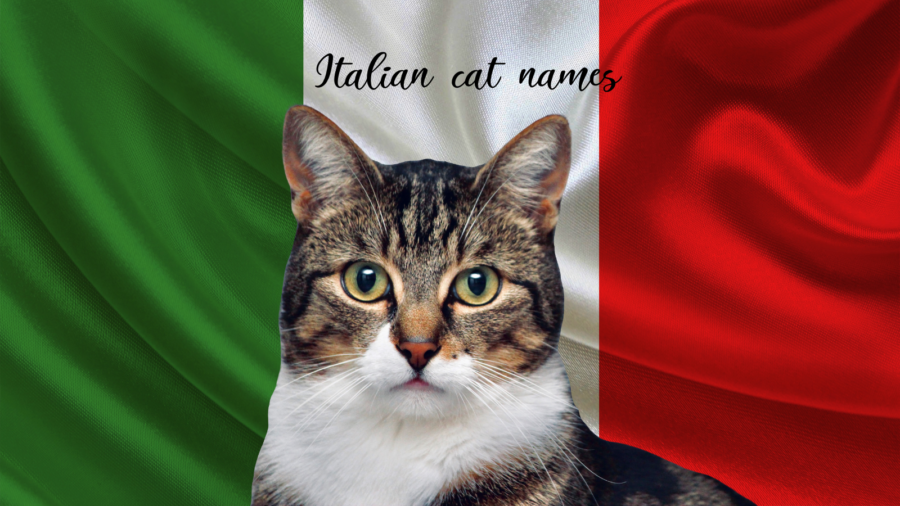 tabby cat with background of Italian flag