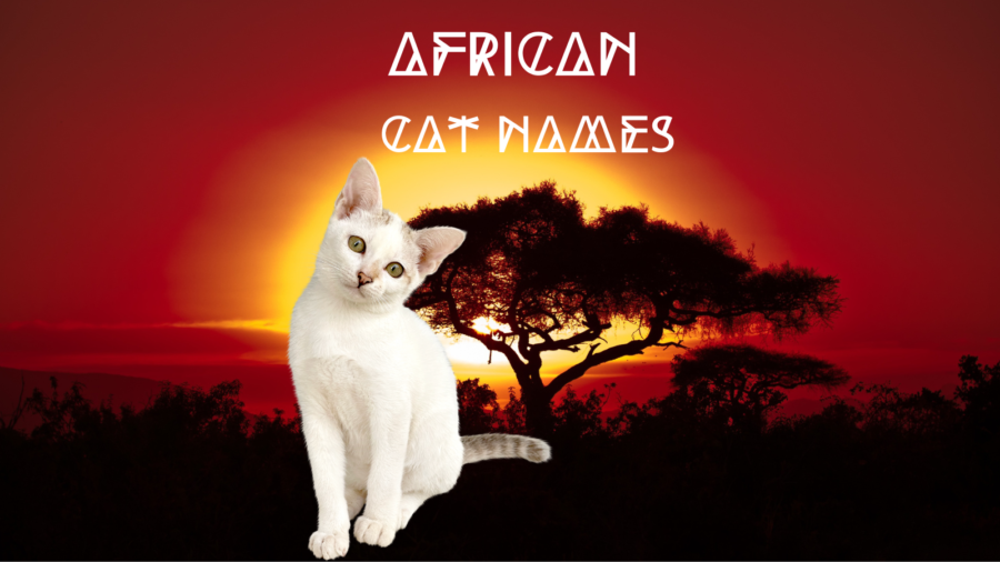 white cat with sunset photo of African sunset in background with words African cat names at top of image