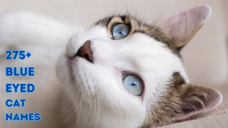 Names for blue eyed cats with closeup of white faced cat with blue eyes