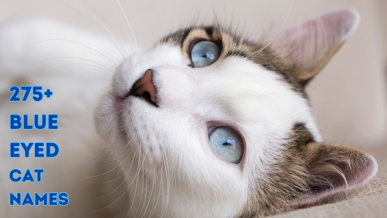 Cat named sale blue