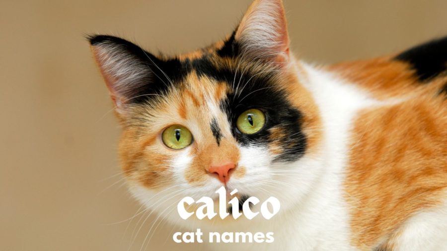 Calico cat looking at camera