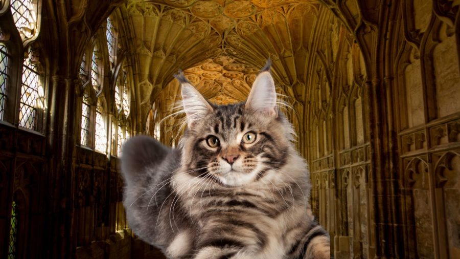 Maine Coon against backdrop of gothic interior