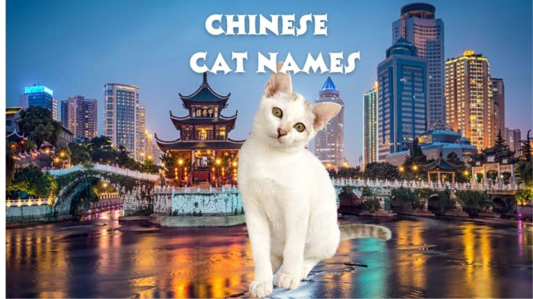 160 Chinese Cat Names {and Meanings}