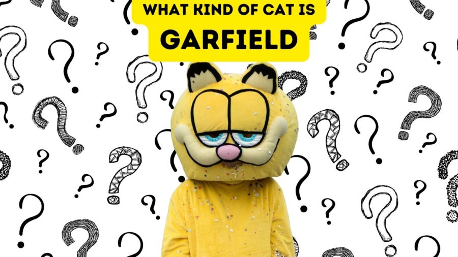 photo of person in Garfield suit against backdrop of question marks to consider the question: what breed of cat is Garfield?