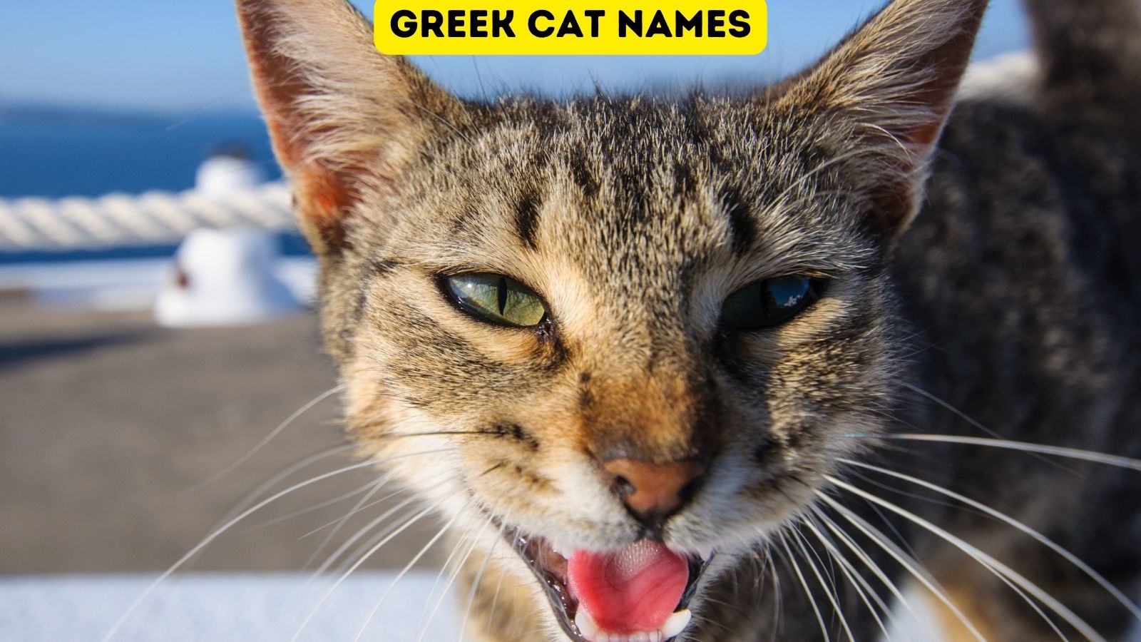 Meow Name Generator in 2023  Warrior cats funny, Warrior cats