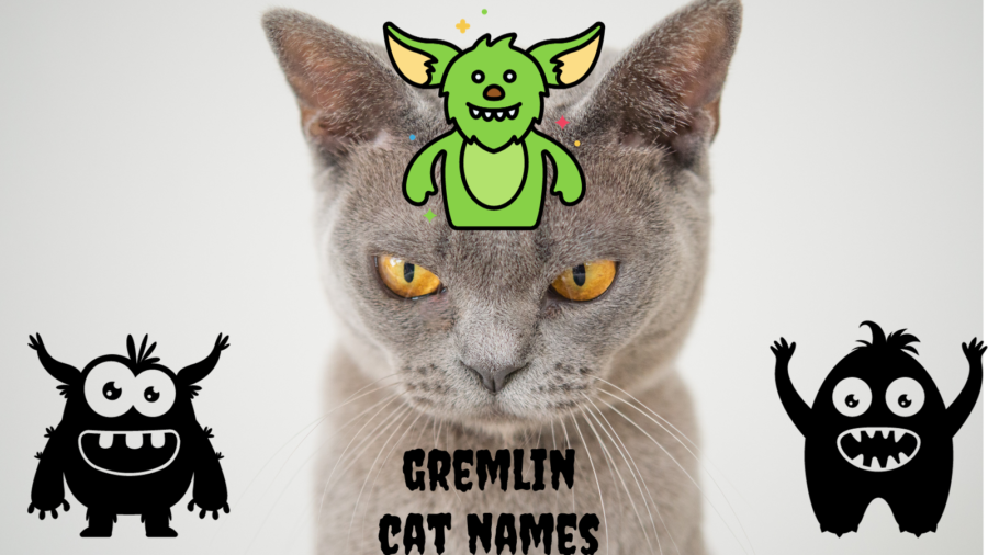 Gremlin cat names featured image with frowning gray cat and three gremlin cartoons