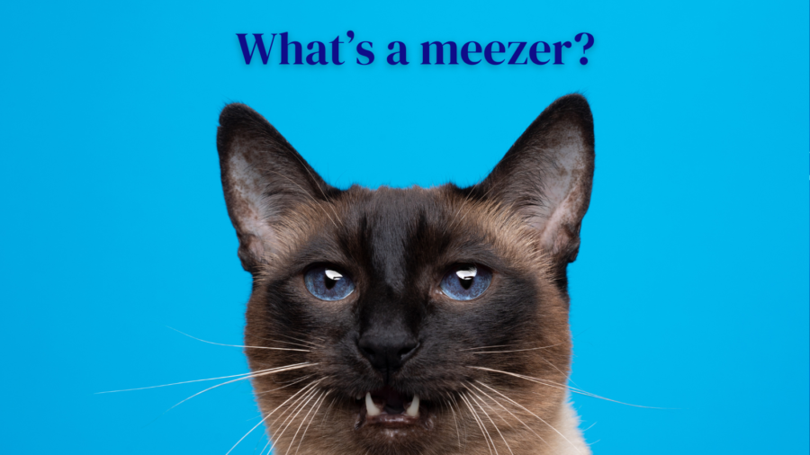photo of siamese cat looking at camera for post on meaning of term meezer